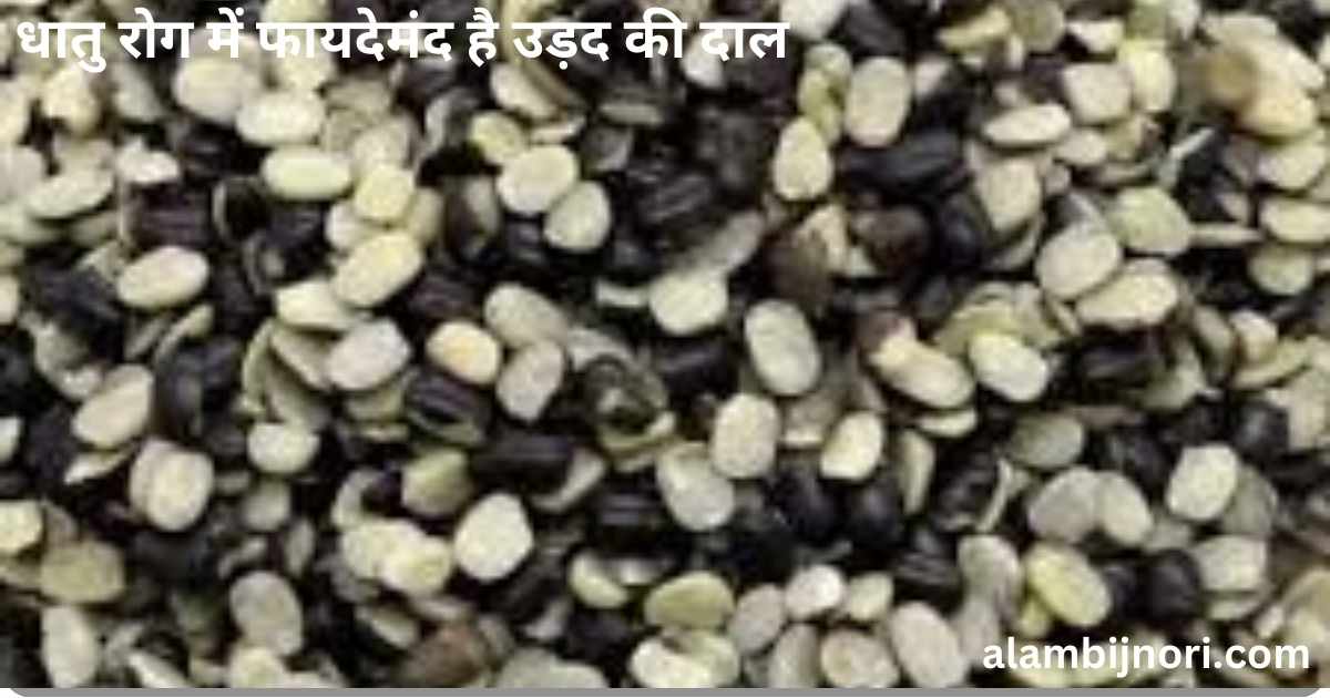 उड़द की दाल से करें धातु रोग का इलाज 